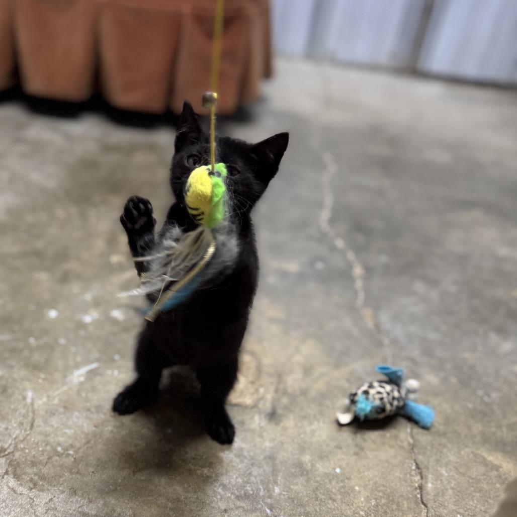 Enlarge Leah, a Adoptable Domestic Short Hair in Pinson, TN image 2/5