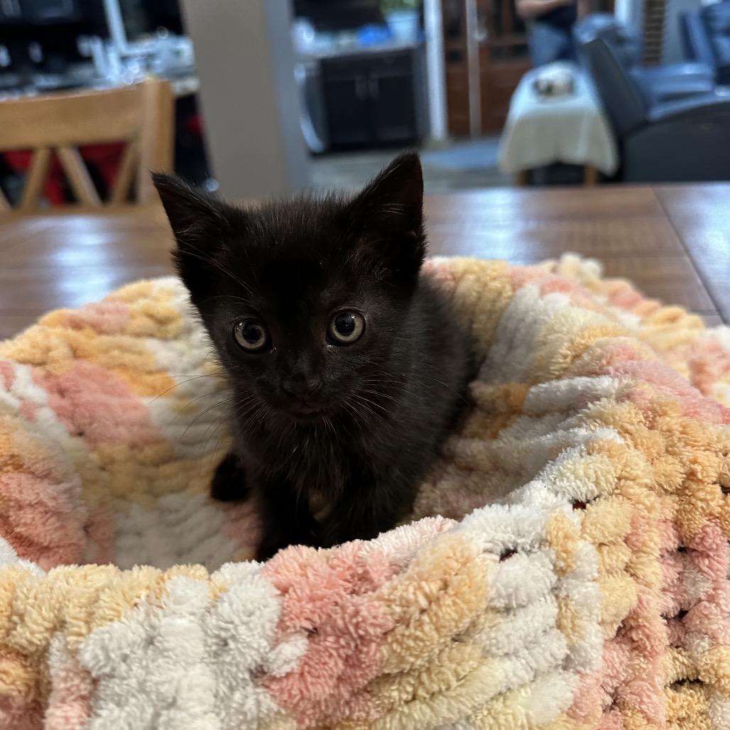 Enlarge Leah, a Adoptable Domestic Short Hair in Pinson, TN image 3/5