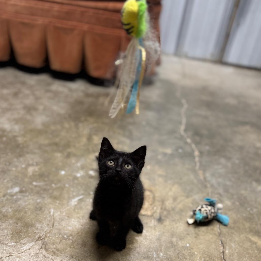 Enlarge Leah, a Adoptable Domestic Short Hair in Pinson, TN image 4/5