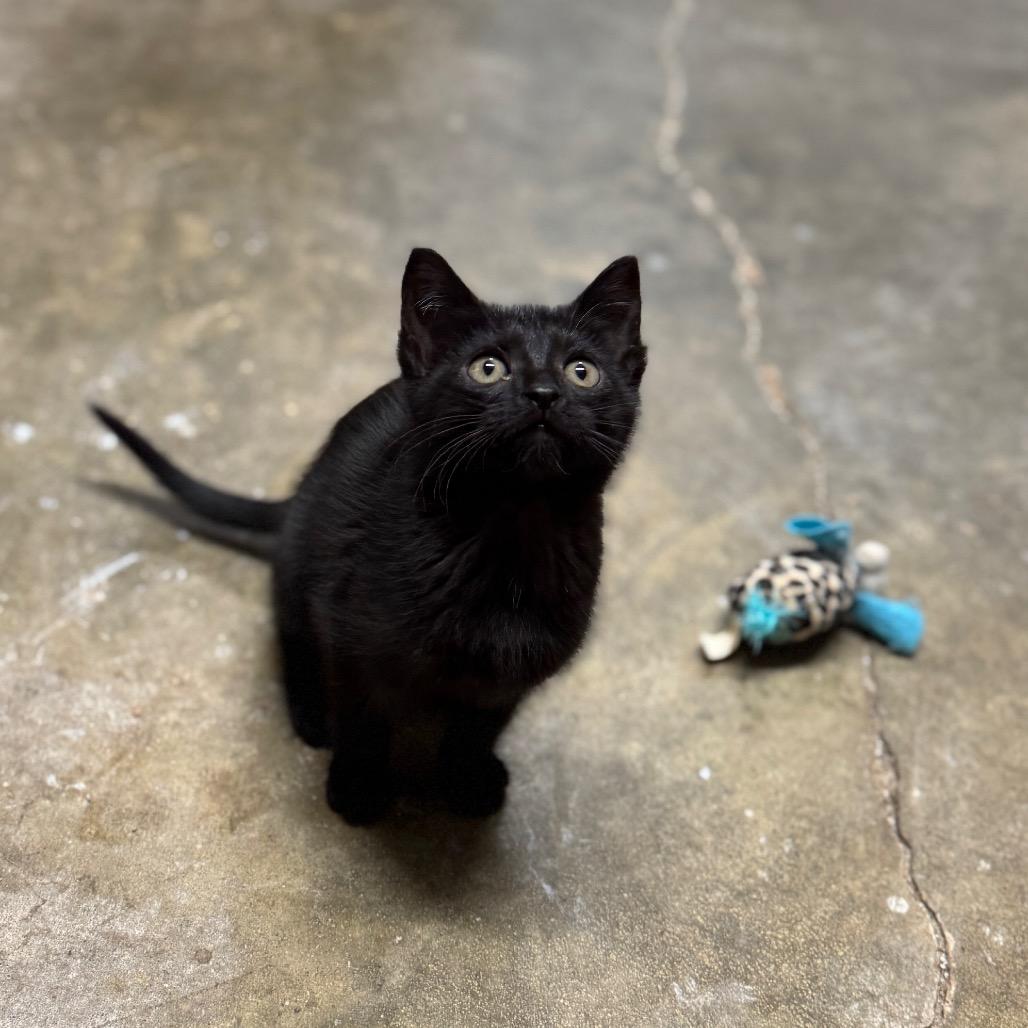 Enlarge Leah, a Adoptable Domestic Short Hair in Pinson, TN image 5/5