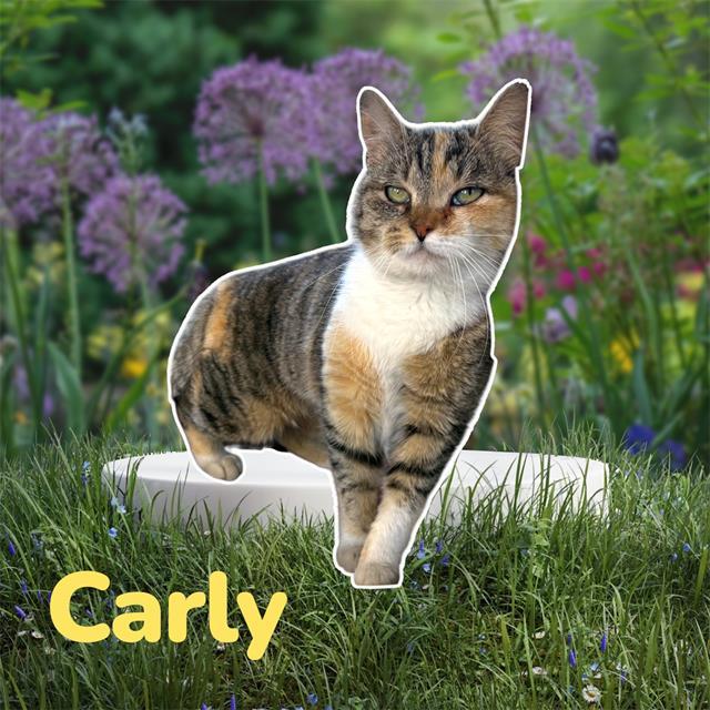 CARLY, Adoptable, Young Female Domestic Short Hair & Domestic Short Hair.