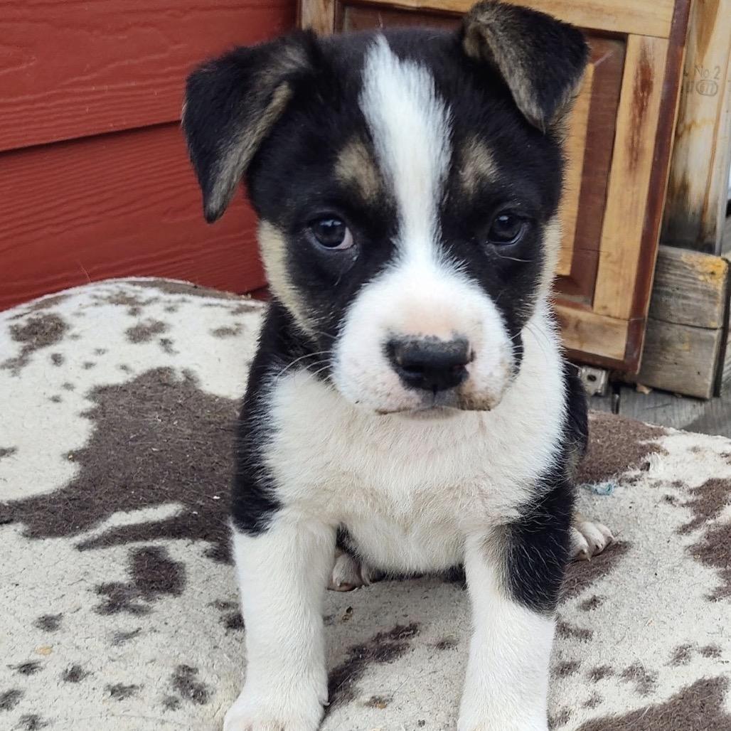 189 (2026) Hershey, Adoptable, Puppy Male Pit Bull Terrier & Labrador Retriever.