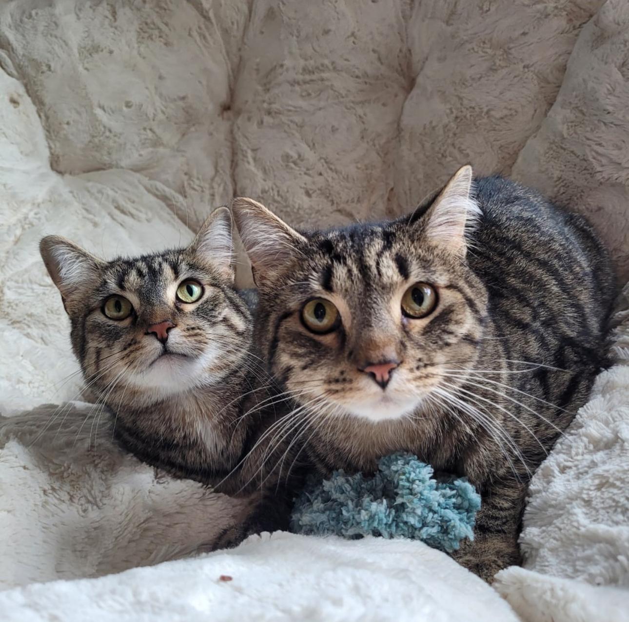 Roscoe & Cassandra, Adult Male American Shorthair