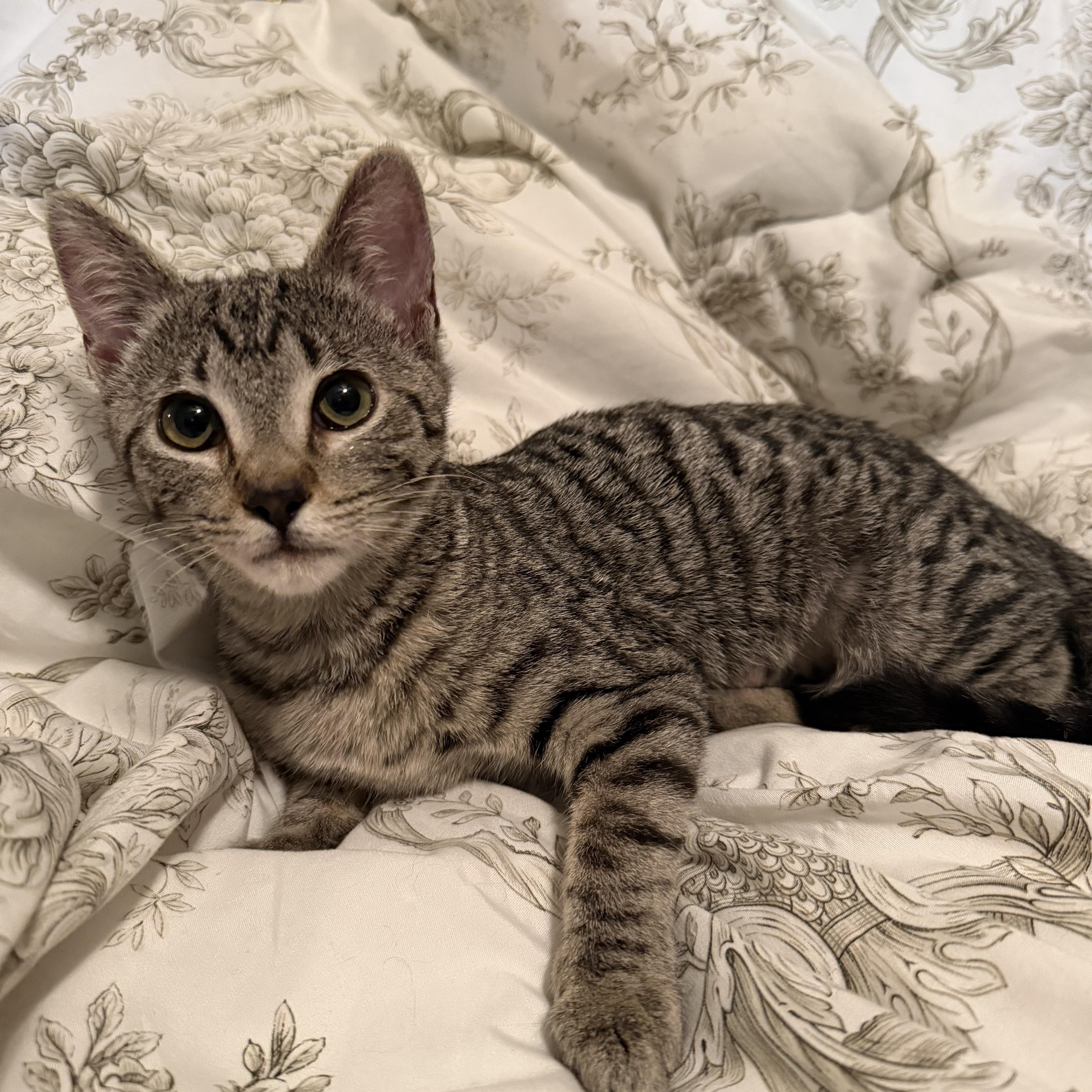 Tate, ADOPTABLE, Kitten Female Domestic Short Hair.