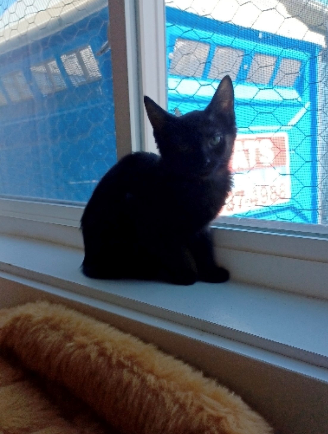 Tish, a Adoptable Domestic Short Hair in Walworth, WI image 3/3