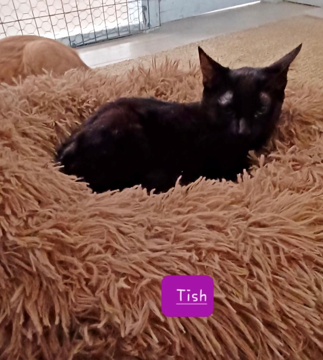 Tish, a Adoptable Domestic Short Hair in Walworth, WI image 2/3