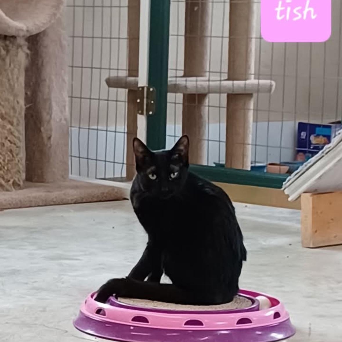 Tish, a Adoptable Domestic Short Hair in Walworth, WI image 1/3