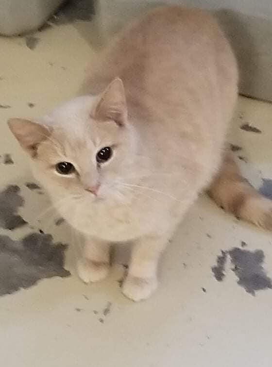 Owen, Adult Male Tabby