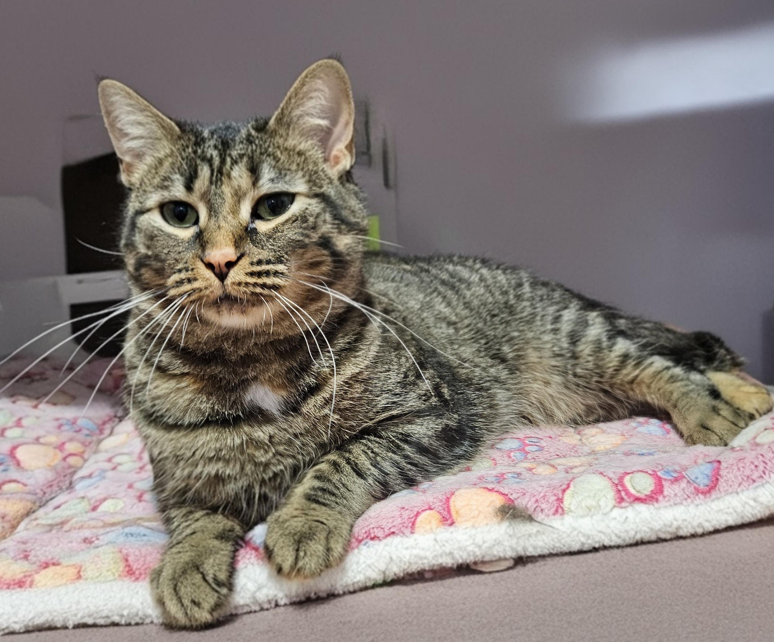 Ginger, Adult Female Domestic Short Hair