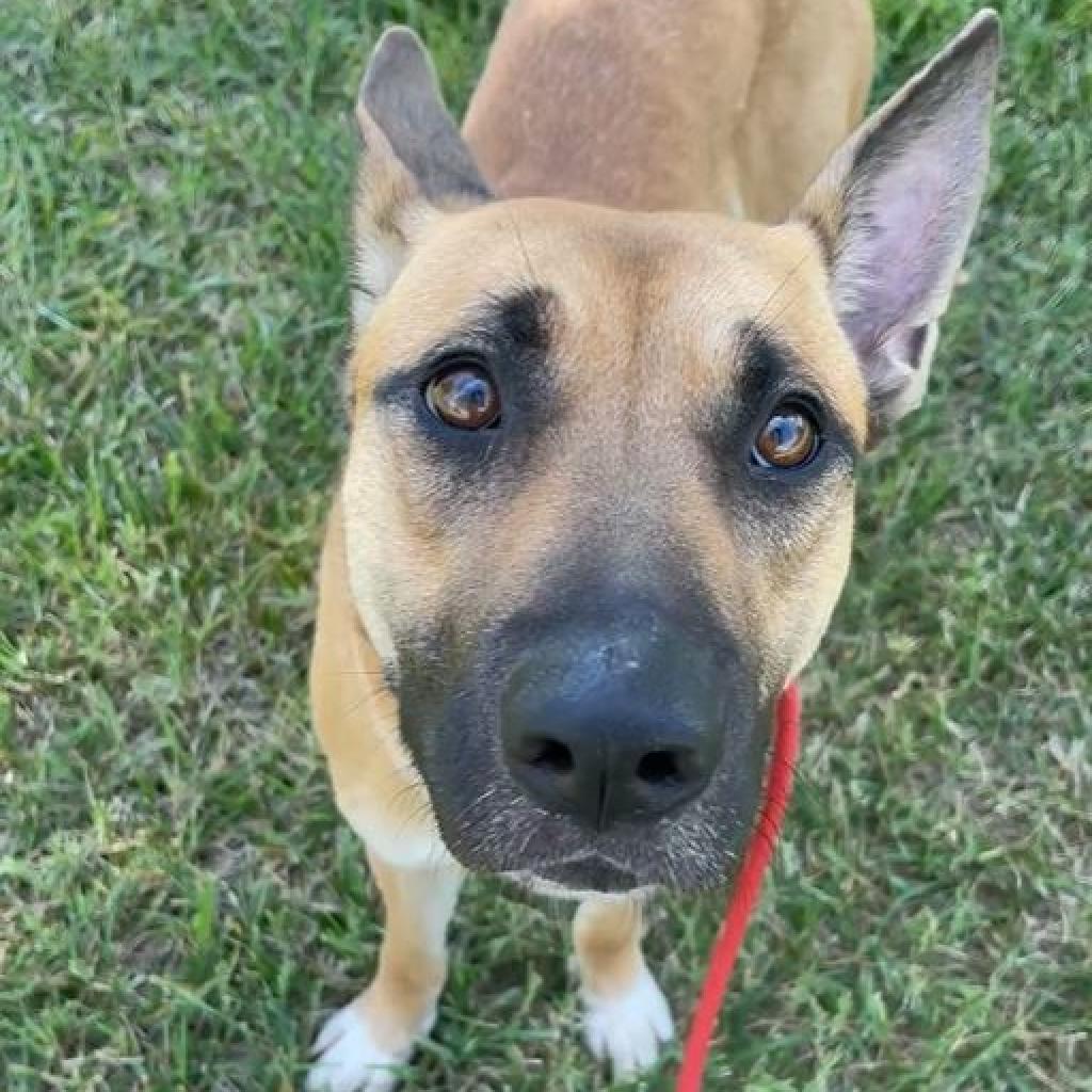 Laika, a Adoptable Shepherd in Wichita, KS image 1/3