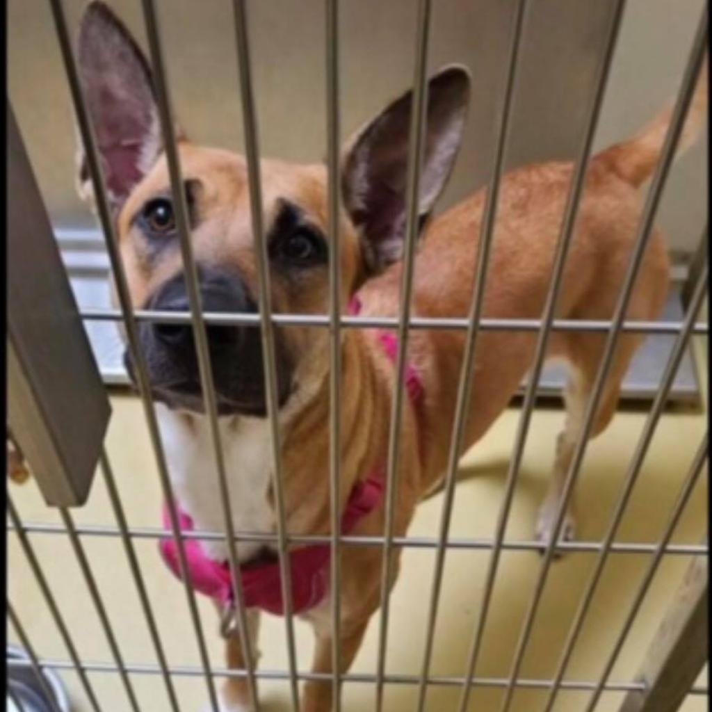 Laika, a Adoptable Shepherd in Wichita, KS image 2/3