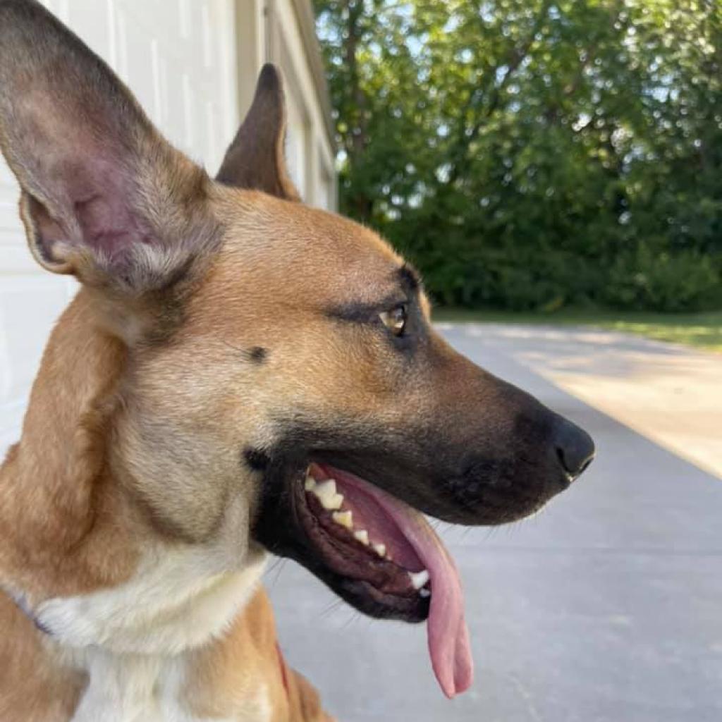 Laika, a Adoptable Shepherd in Wichita, KS image 3/3