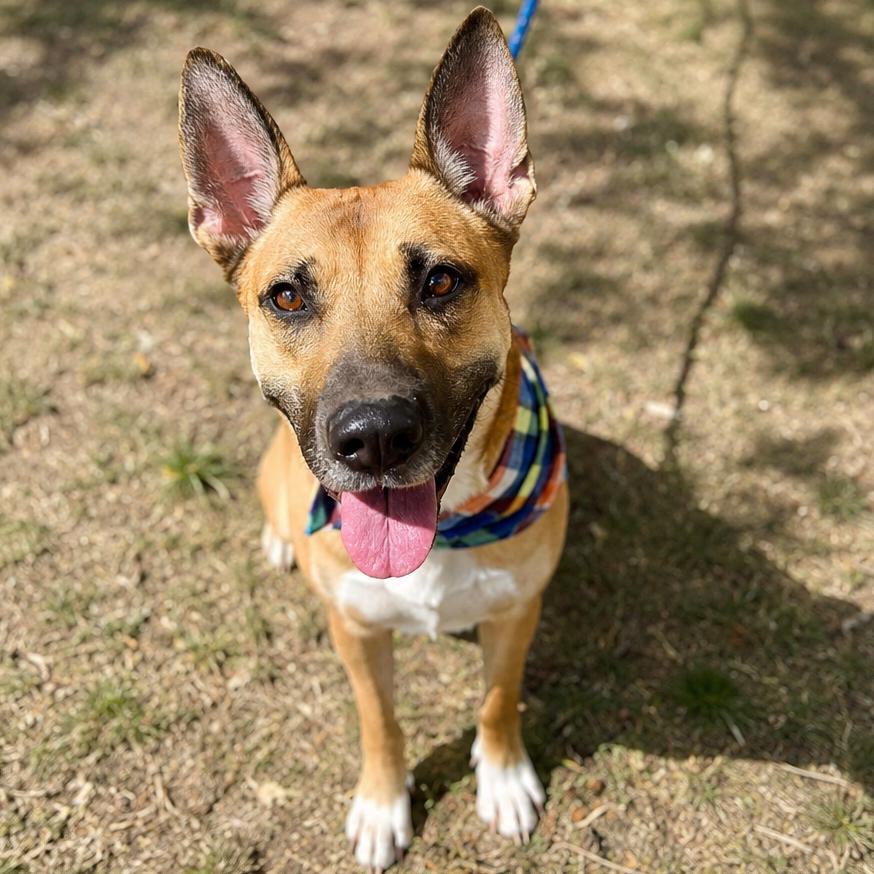 Enlarge Laika, a Adoptable Shepherd in Wichita, KS image 4/4