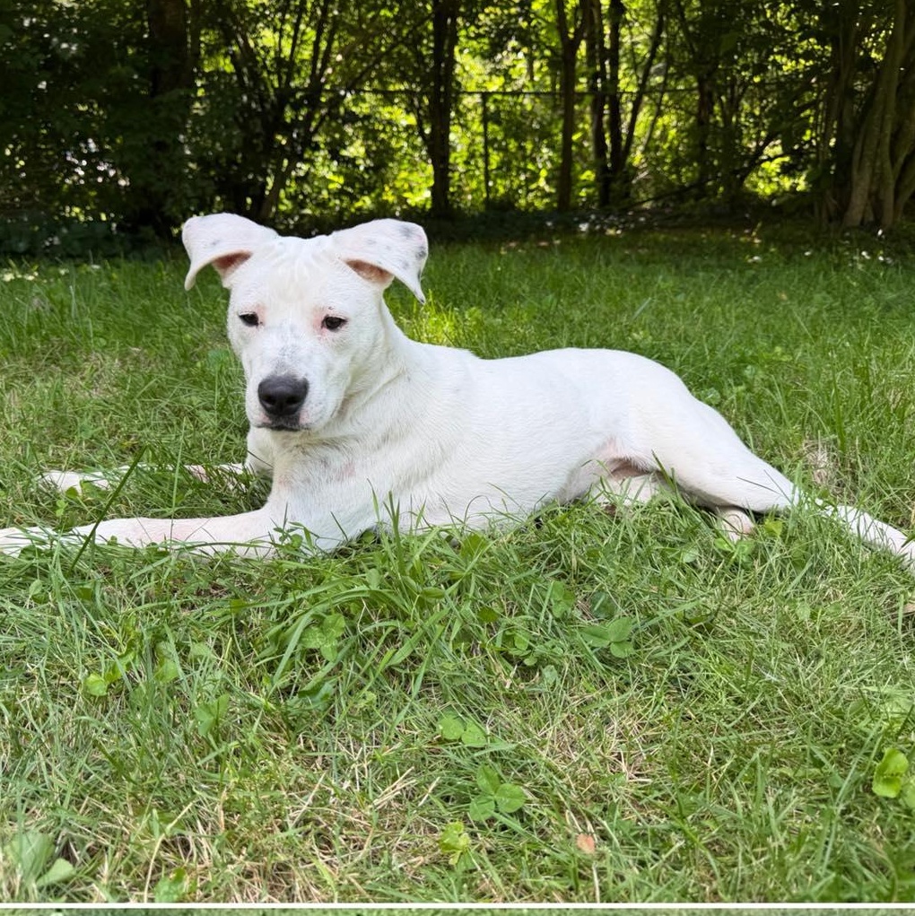 Raine, ADOPTABLE, Adult Female Australian Cattle Dog / Blue Heeler & American Staffordshire Terrier.