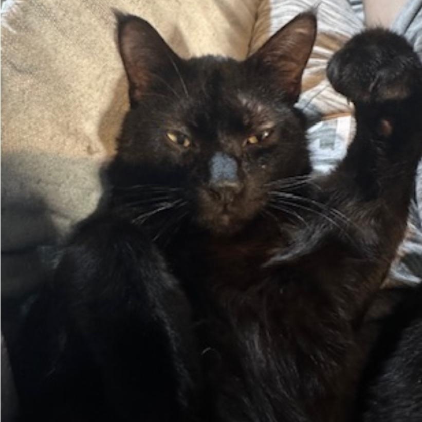 Cuddles, Adoptable, Young Male Domestic Short Hair.