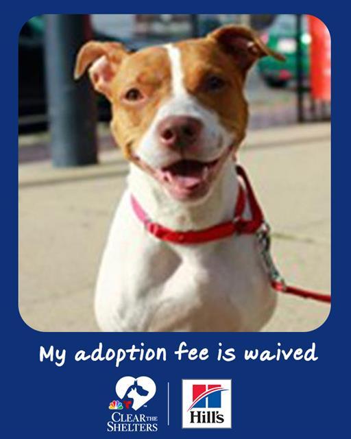 Enlarge EVIE, a Adoptable American Staffordshire Terrier in Boston, MA image 1/1