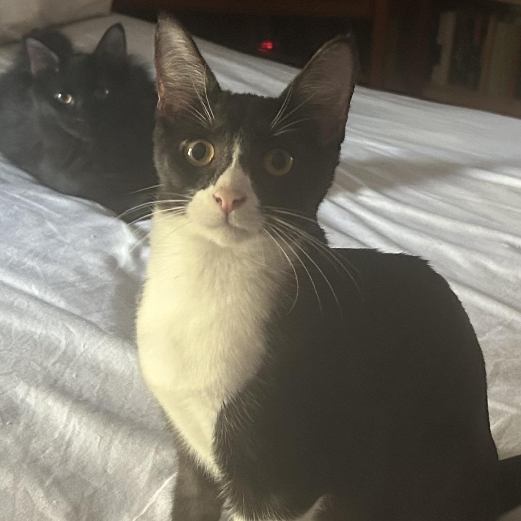 Pollock NN, Adoptable, Young Male Domestic Short Hair.