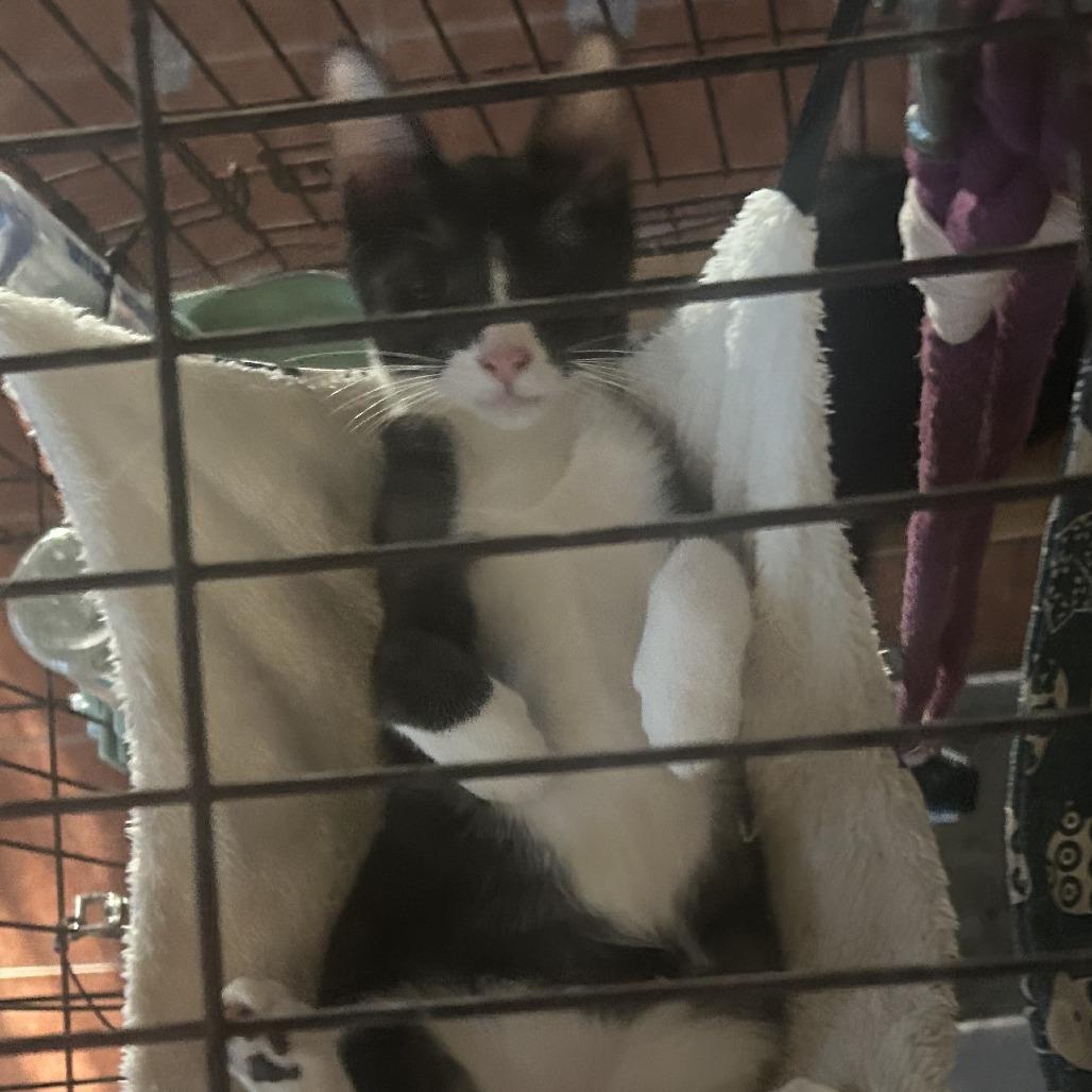 Enlarge Pollock NN, a Adoptable Domestic Short Hair in Austin, TX image 1/6