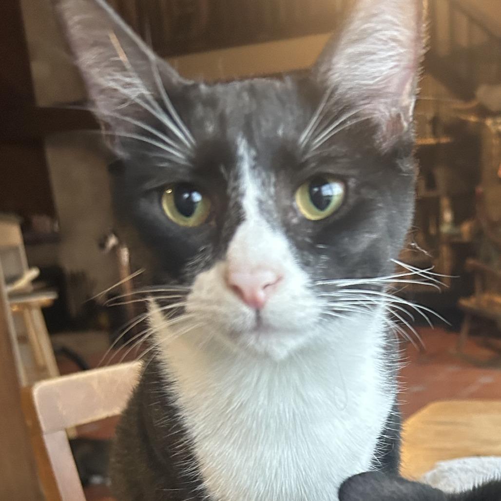 Pollock NN, a Adoptable Domestic Short Hair in Austin, TX image 2/6