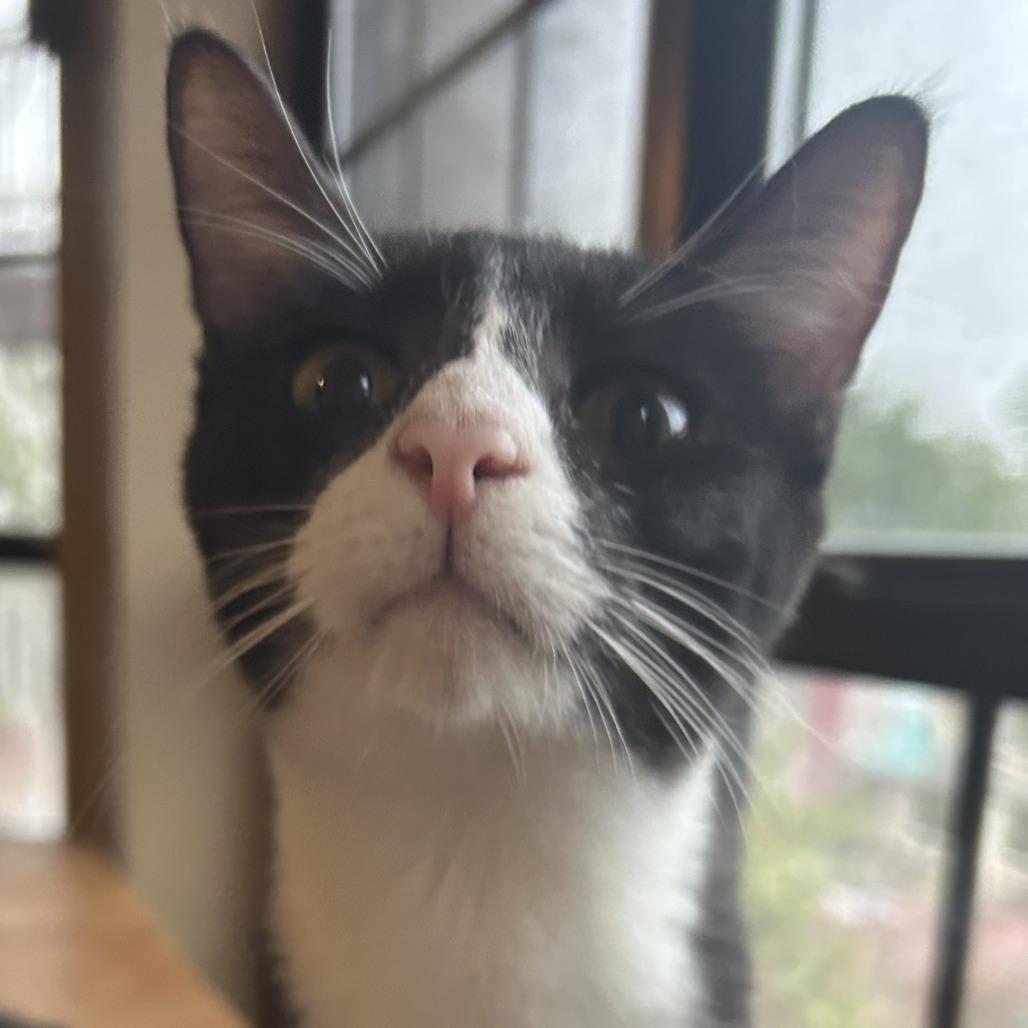 Pollock NN, a Adoptable Domestic Short Hair in Austin, TX image 4/6