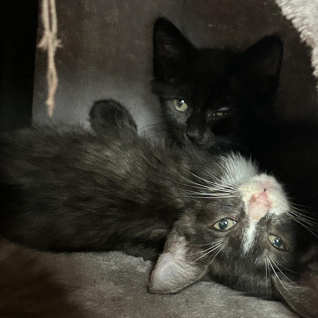 Pollock NN, a Adoptable Domestic Short Hair in Austin, TX image 5/6