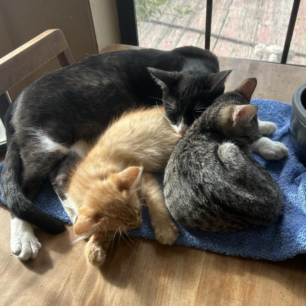 Pollock NN, Adoptable, Young Male Domestic Short Hair.