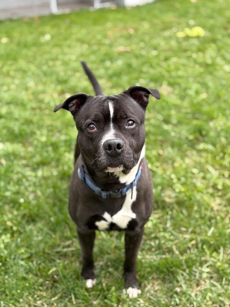 Johnny Ramone, Adoptable, Adult Male Pit Bull Terrier.