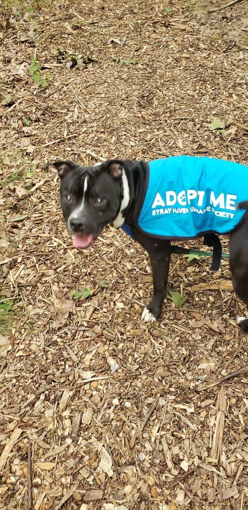 Johnny Ramone, a Adoptable mixed breed in Waverly, NY image 2/6