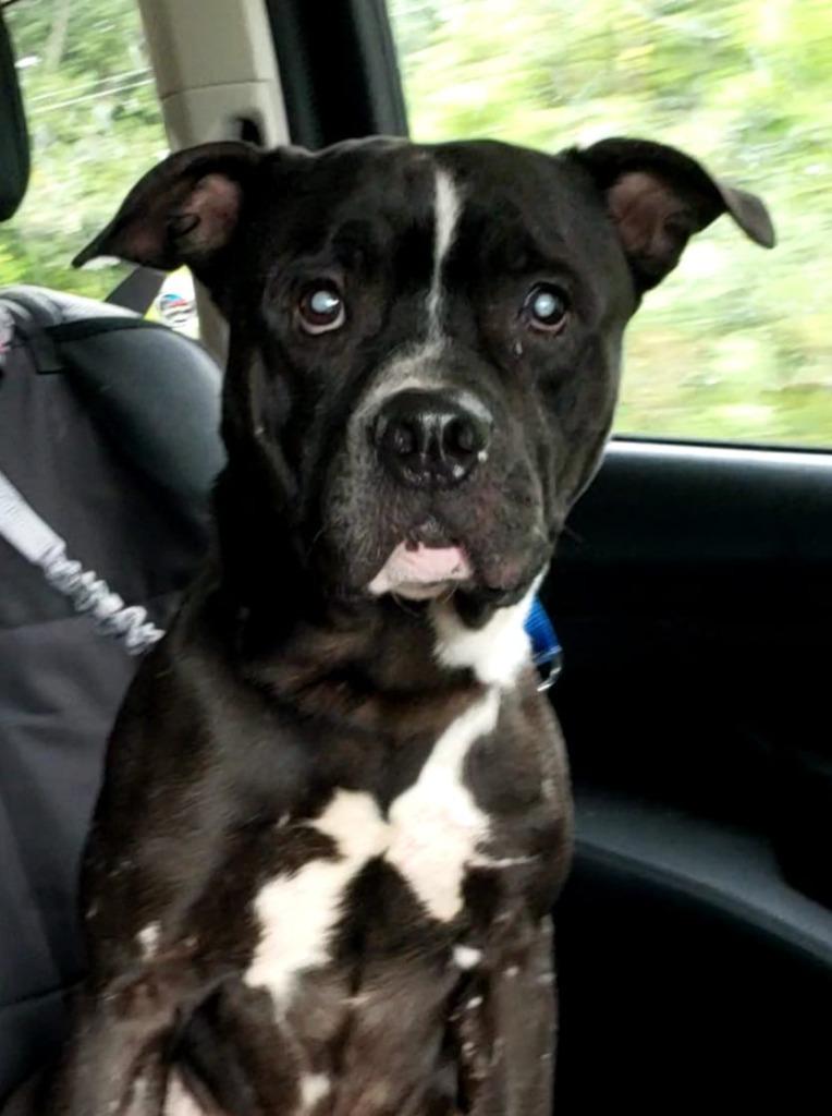 Johnny Ramone, a Adoptable mixed breed in Waverly, NY image 3/6