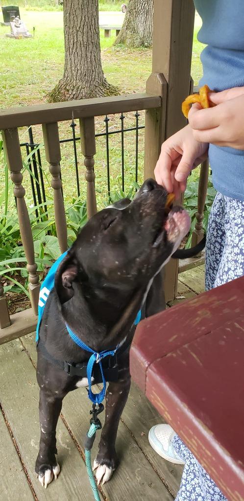 Johnny Ramone, a Adoptable mixed breed in Waverly, NY image 4/6