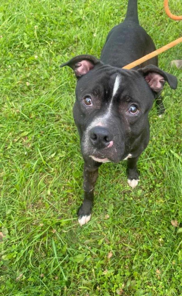 Johnny Ramone, a Adoptable mixed breed in Waverly, NY image 5/6