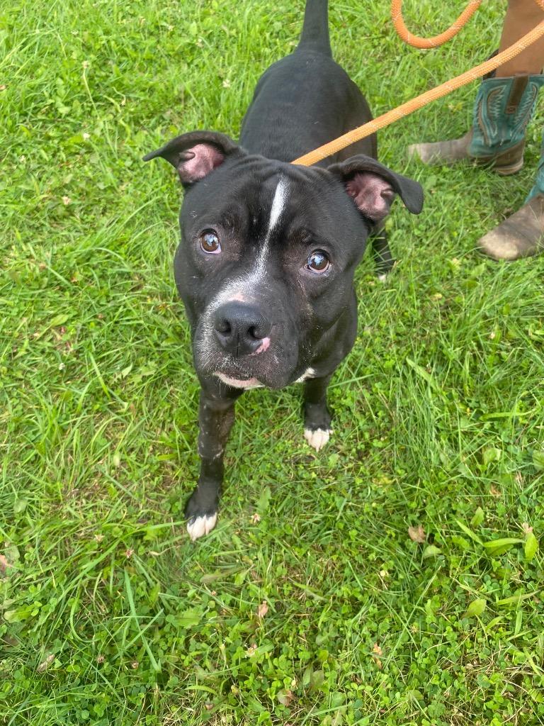 Johnny Ramone, a Adoptable mixed breed in Waverly, NY image 6/6