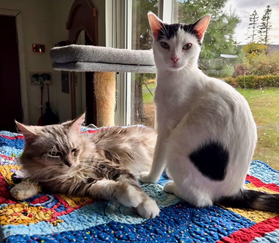 Irene & Petra, Adoptable, Adult Female Domestic Medium Hair & Tabby.