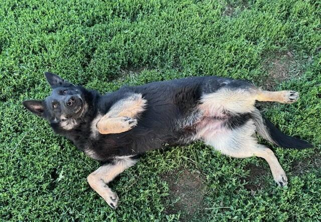Angel, a Adoptable German Shepherd Dog in Chesterfield, MO image 4/4