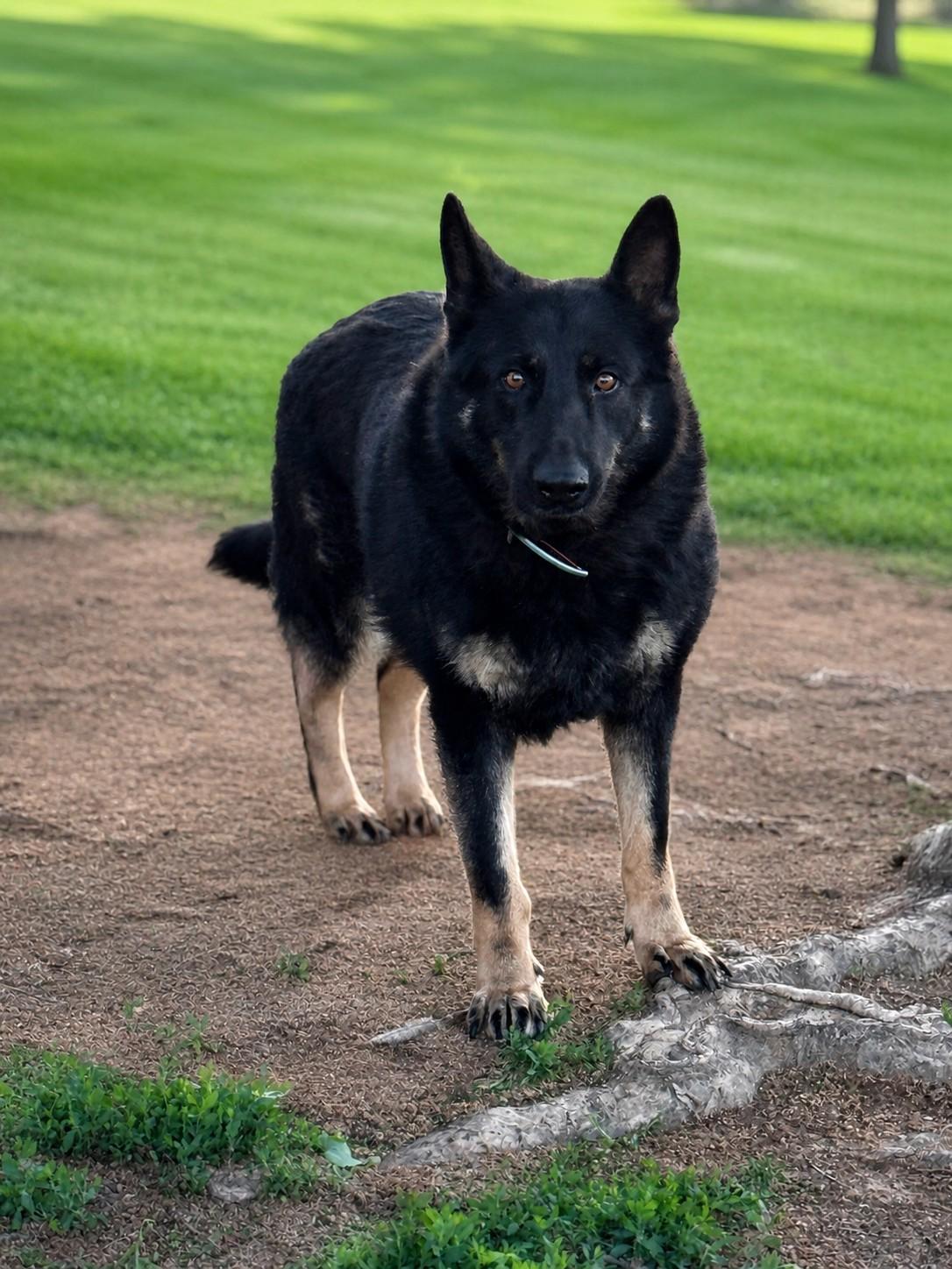 Angel, a Adoptable German Shepherd Dog in Chesterfield, MO image 1/4
