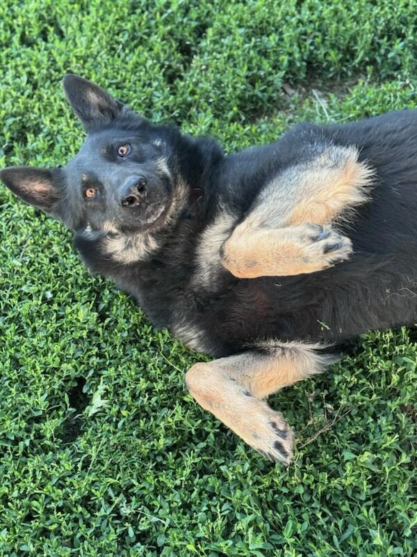 Angel, a Adoptable German Shepherd Dog in Chesterfield, MO image 2/4