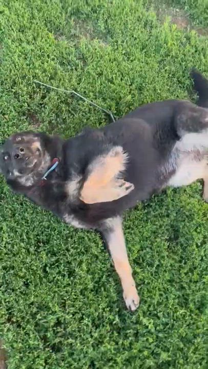 Enlarge Angel, a Adoptable German Shepherd Dog in Chesterfield, MO video 3/4