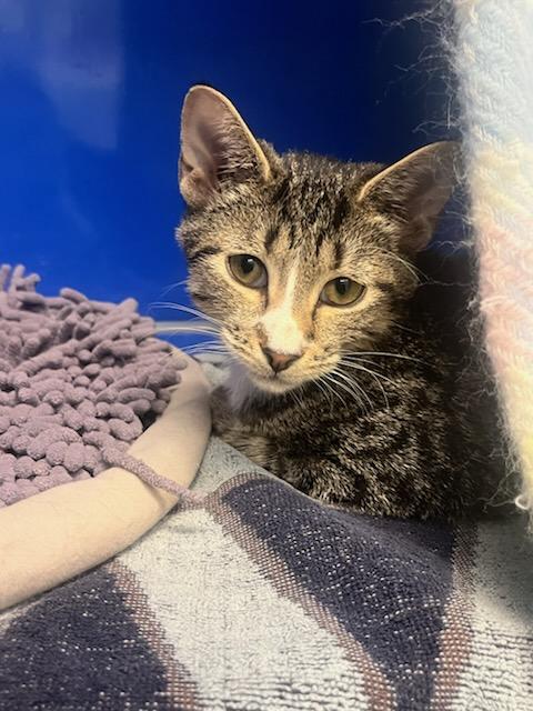 Colgate (ID 48985/0621)