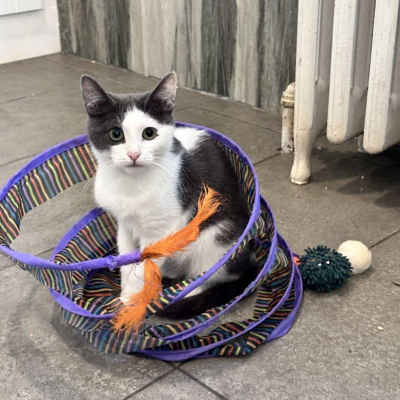 Relish, Adoptable, Kitten Female Domestic Short Hair.