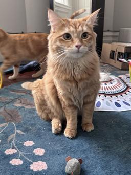Enlarge Cheez-It, a Adoptable mixed breed in San Francisco, CA image 1/6