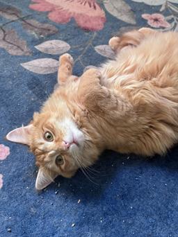 Enlarge Cheez-It, a Adoptable mixed breed in San Francisco, CA image 3/6