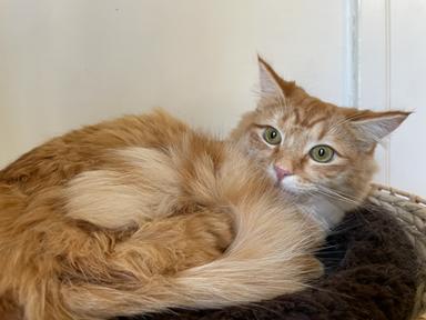 Enlarge Cheez-It, a Adoptable mixed breed in San Francisco, CA image 4/6