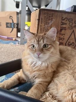 Enlarge Cheez-It, a Adoptable mixed breed in San Francisco, CA image 5/6