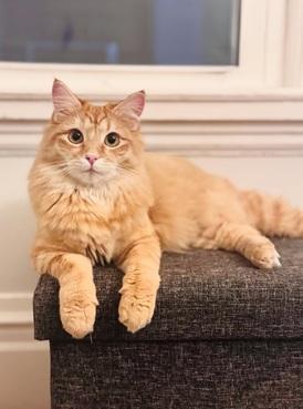 Enlarge Cheez-It, a Adoptable mixed breed in San Francisco, CA image 6/6
