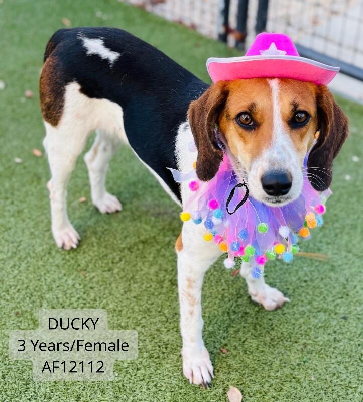Ducky, Adoptable, Adult Female Hound.