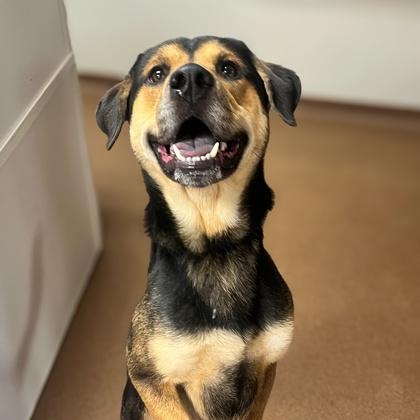 Enlarge Diesel, a Adoptable Australian Shepherd in Winfield, KS image 1/1