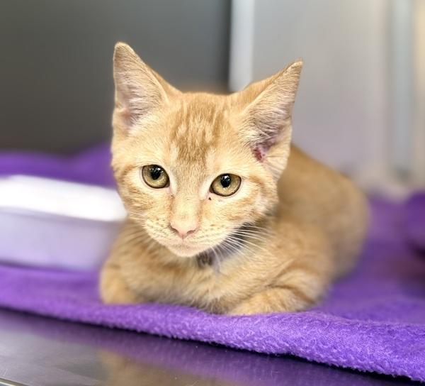 Fiona, Adoptable, Kitten Female Domestic Short Hair.