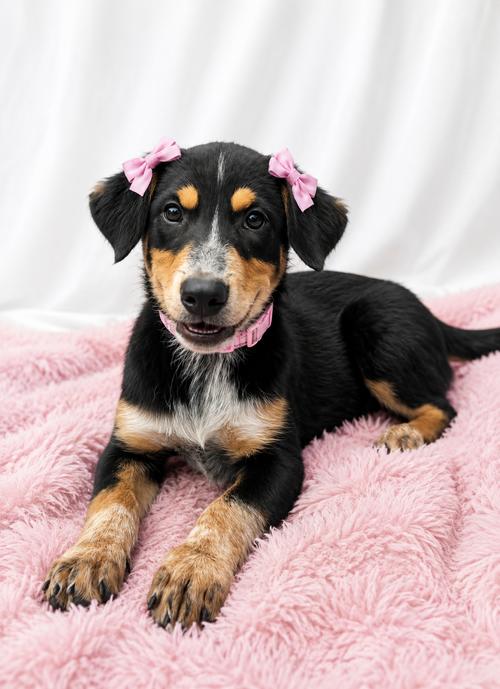 Enlarge Border Collie Lab puppies females, a Adoptable mixed breed in Mount Laurel, NJ image 1/2