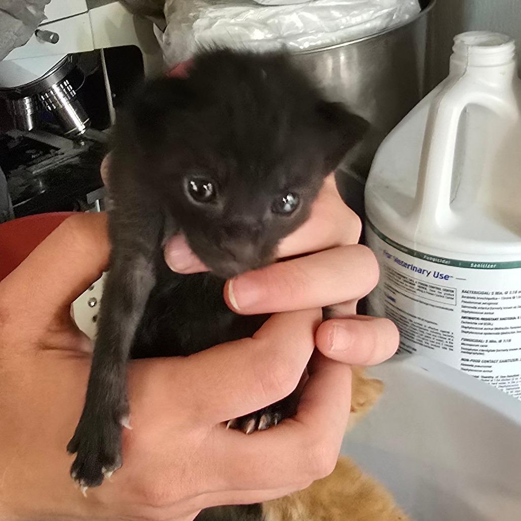 Twinkle, Adoptable, Young Female Domestic Short Hair & Domestic Short Hair.