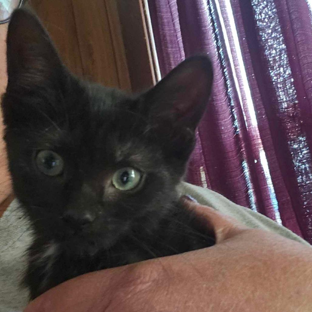 Twinkle, a Adoptable mixed breed in Bellingham, WA image 2/2